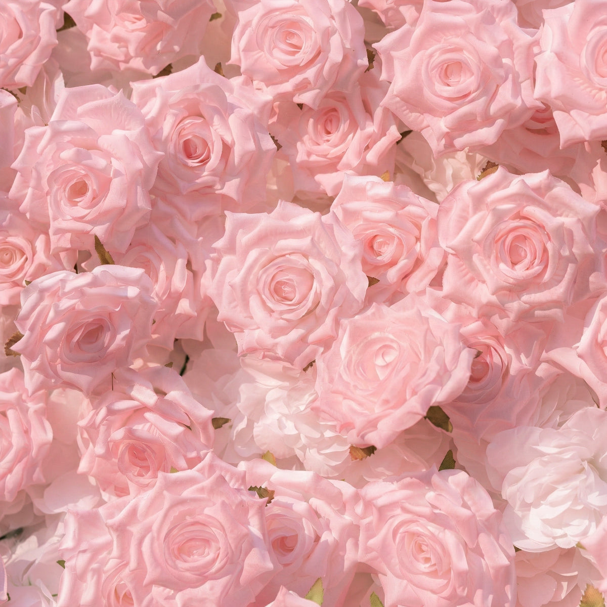 Hadas：2026 New Launch Sun-Activated Color-Changing Rose Flower Wall Backdrop (8×8) — One Wall, Two Looks: White Indoors → Blush Pink in Sunlight Free Shipping