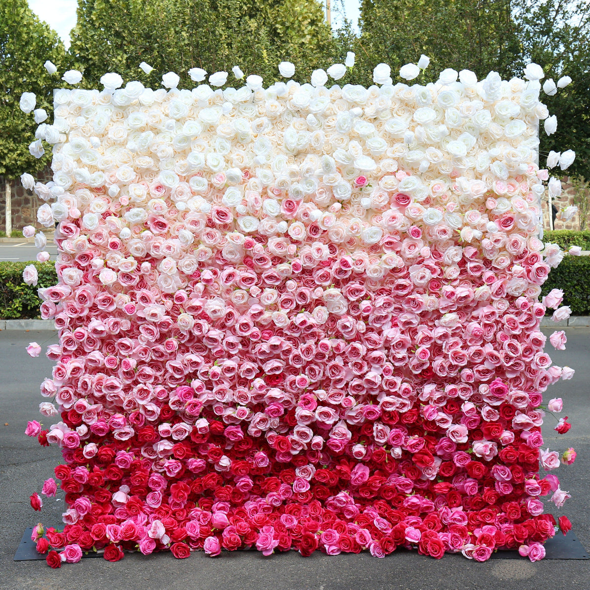 Flower Wall Backdrop [Raspberry Blush Ombre Rose Dual-Sided Roll-Up Fabric Panel] for Ceremony & Photo Booth