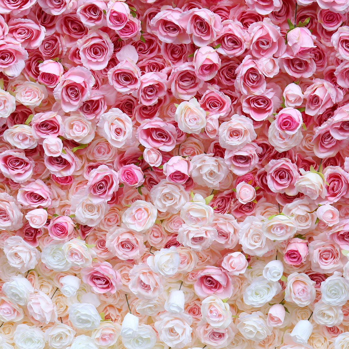 Flower Wall Backdrop [Raspberry Blush Ombre Rose Dual-Sided Roll-Up Fabric Panel] for Ceremony & Photo Booth