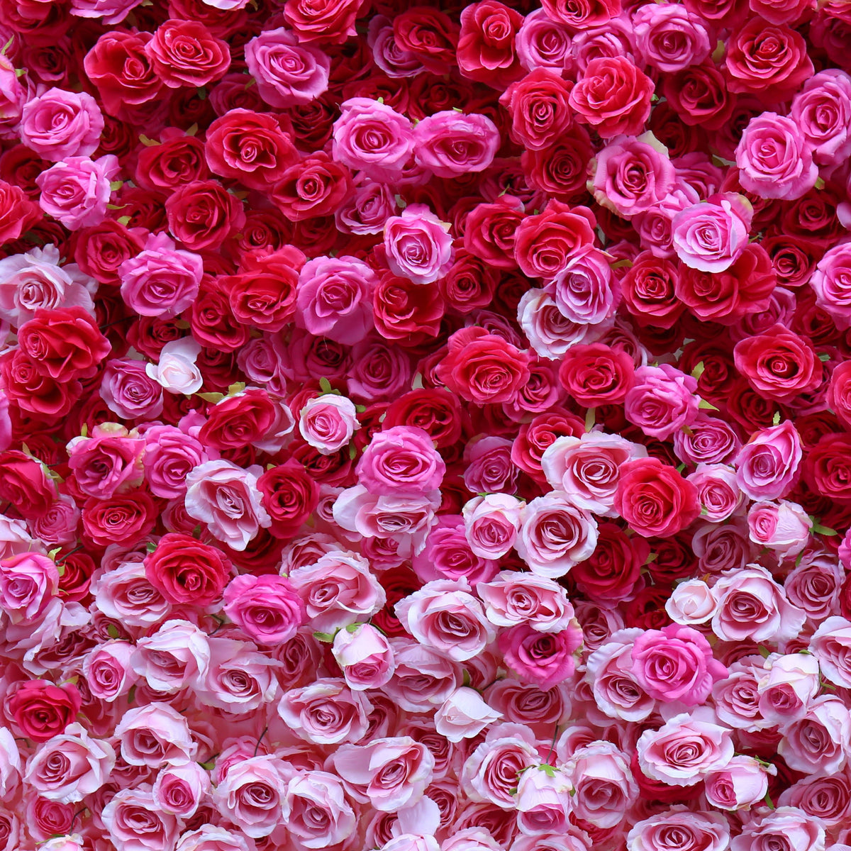 Flower Wall Backdrop [Raspberry Blush Ombre Rose Dual-Sided Roll-Up Fabric Panel] for Ceremony & Photo Booth