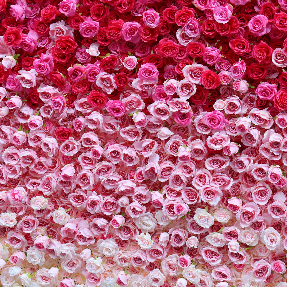Flower Wall Backdrop [Raspberry Blush Ombre Rose Dual-Sided Roll-Up Fabric Panel] for Ceremony & Photo Booth