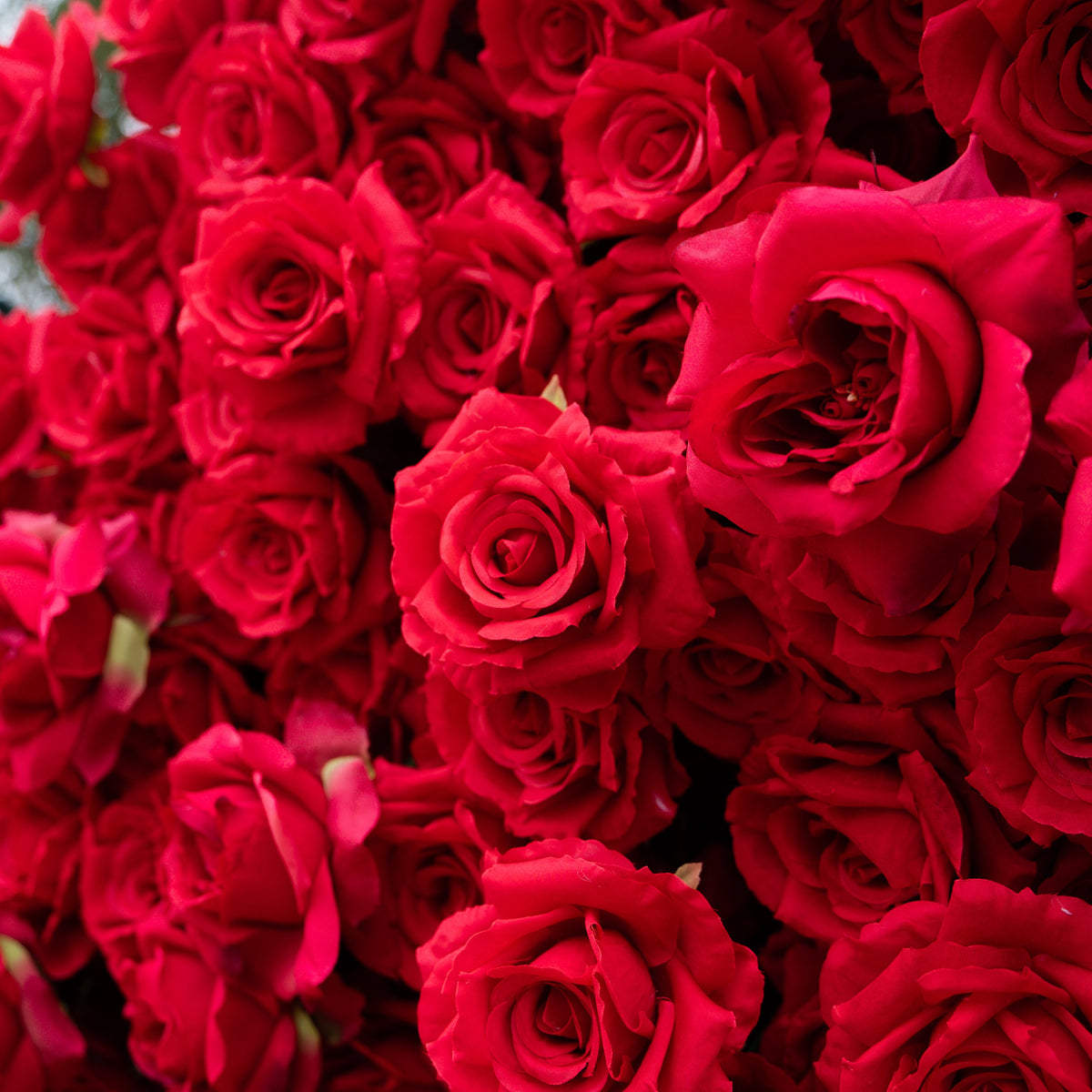 Passion: The Perfect Valentine’s Surprise Luxury 3D Red Rose Passion Heart Wall(6.2ft*6.9ft) Free Shipping